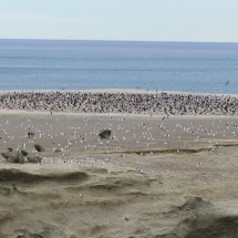 Kelp Gulls, Dolphin Gulls and blue-eyed Cormorants
